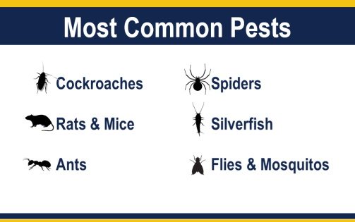 most common pests infographic